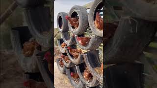 Old Tyres New Purpose! Reusable nest boxes for better egg collection and sustainable poultry farming