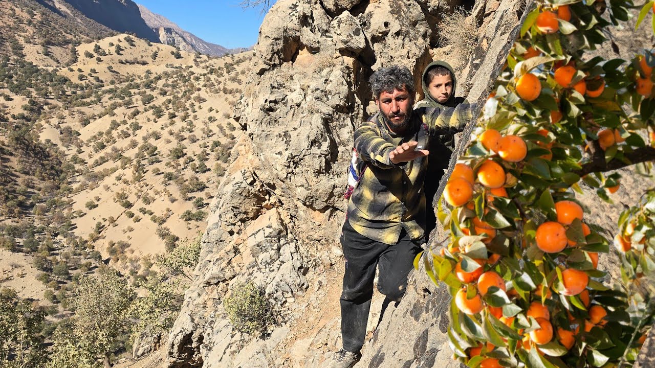 Сбор дикой хурмы в горах Загрос🍊🏔