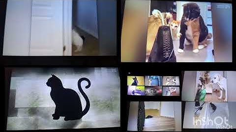 up to faster 58 parison to konuşan kediler 