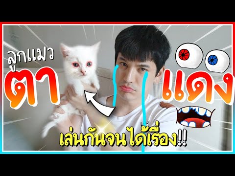 ลูกแมวป่วยตาแดง | ติดเต๋า