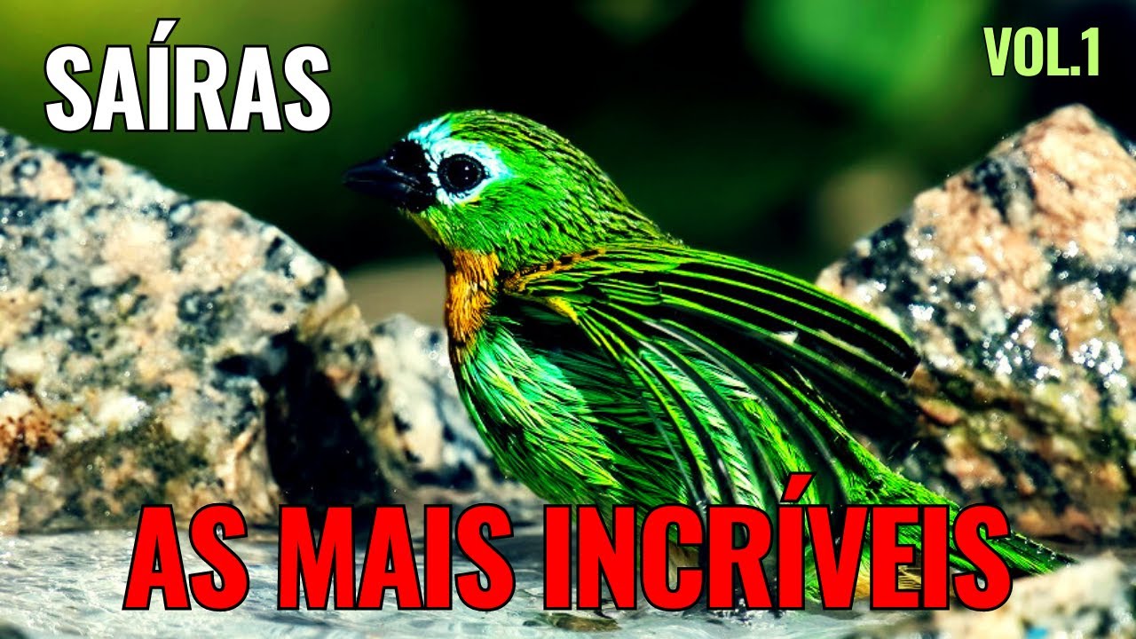 AS SAÍRAS MAIS INCRÍVEIS DO BRASIL!!! (Vol.1)