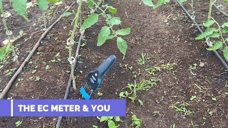 Bluelab Pulse EC Meter | Tomato | Hot Peppers | Philippines | Agriculture