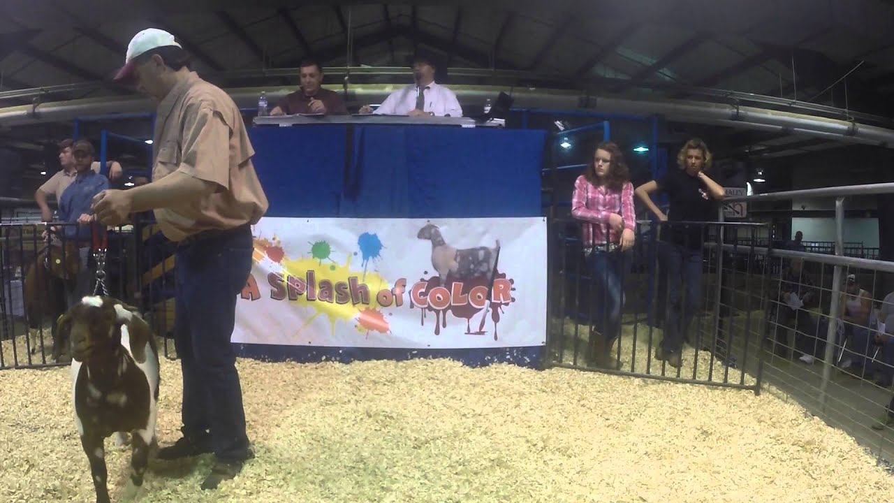Splash of Color Boer Goat Auction Haley Auctions and Realty YouTube
