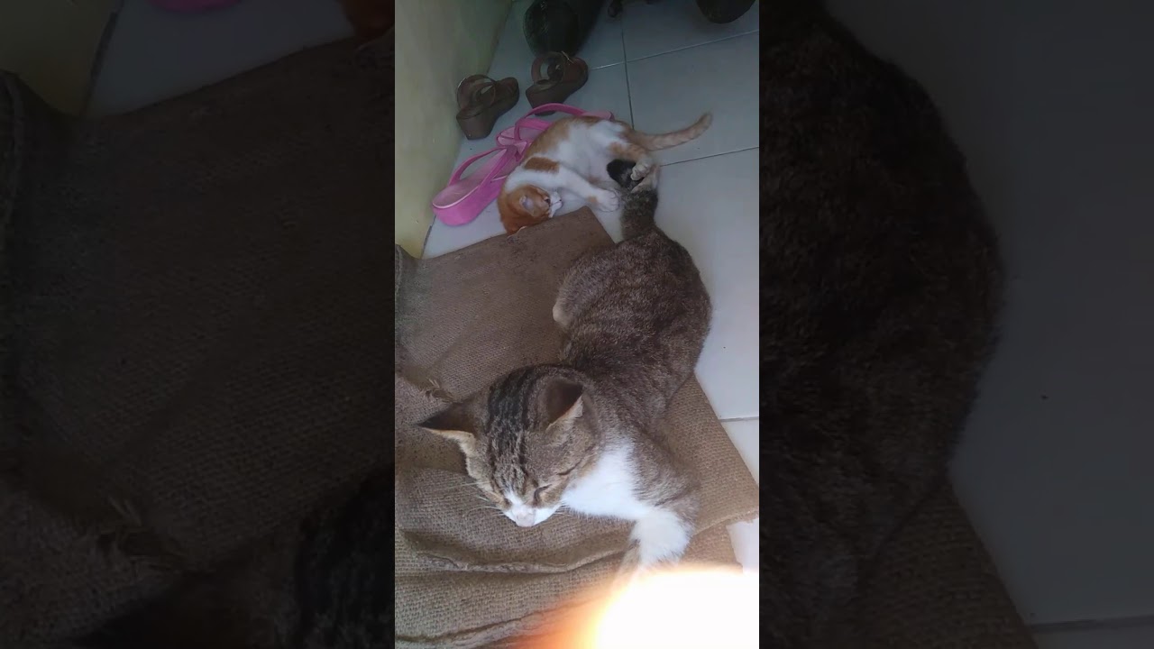 Kucing di rumah bertambah lagi 