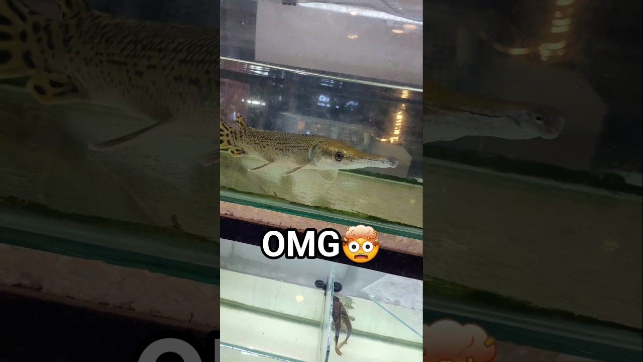 Aquarium Shop mini vlog 