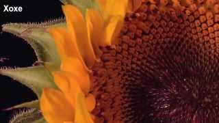 Era - Impera - Flowers