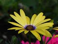FRÉDÉRIC CHOPIN -- SPRING WALTZ -- WILLIAM LOCKMILLER PHOTOGRAPHY