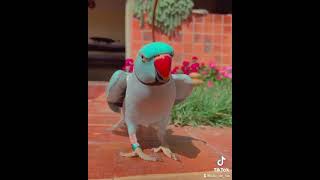 Cadê a mamãe? Lulu de lua