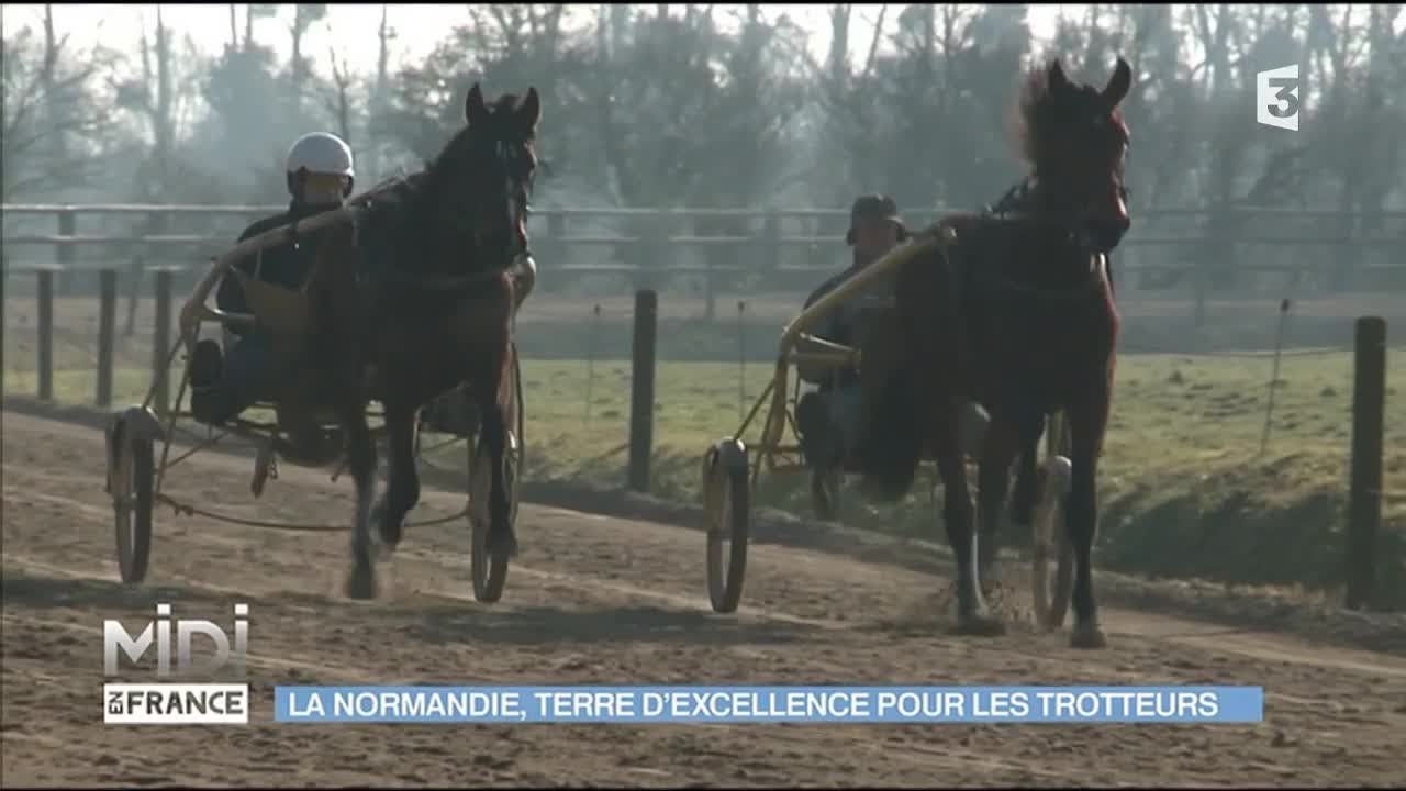 La Normandie, terre d'excellence pour les trotteurs