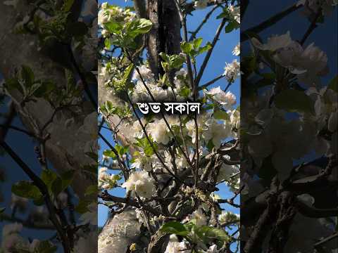 শুভ সকাল | আজ সোমবার | ২৯ জুন ২০২৬ খ্রীস্টাব্দ #শুভসকাল #সুপ্রভাত #goodmorning