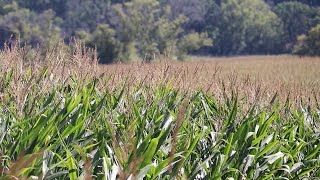 AgweekTV: Corn and Soybean Tour - Rochester, MN