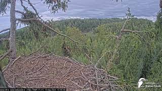 J E20260915 134820BetaCriesBehindNest