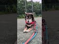 池のある公園を満喫するクマ吉おじき。お天気で何よりでしたね。#柴犬 #柴犬のいる暮らし