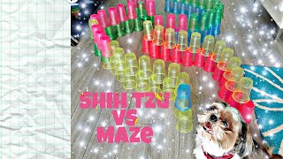 Dog Challenge Tik Tok Trending Funny Smiling Shih Tzu Vs Cups Maze