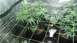 The new grow