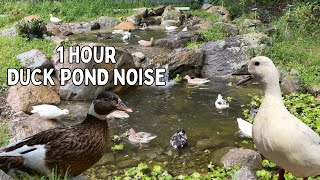 Ducks Swimming, Splashing, & Quacking in Pond | 1 Hour Duck ASMR | Pink Noise | Background Ambiance