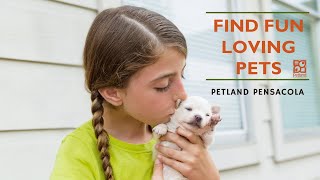 Find Fun Loving Pets At Petland Pensacola Today 💟