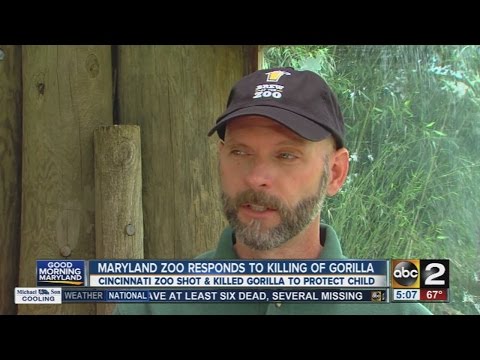 Maryland Zoo responds to killing of gorilla in Cincinnati