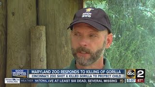 Maryland Zoo responds to killing of gorilla in Cincinnati