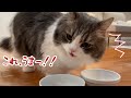 愛猫に初めて『好きなおやつ選手権』してみた