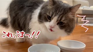 愛猫に初めて『好きなおやつ選手権』してみた
