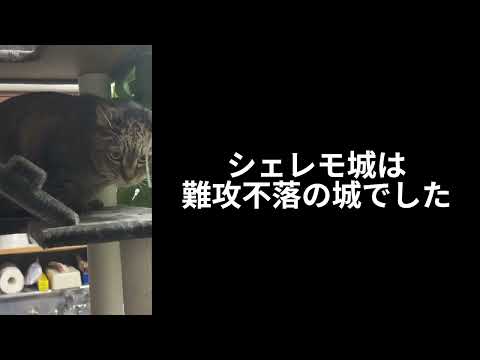 キャットタワーの工事〜老齢期の猫と社員の奮闘