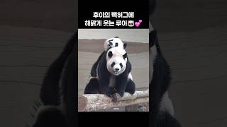 후이의 주특기(?) 백허그🐶💕ㅋㅋㅋㅋ 둘 다 웃고 있는것 좀 보세요😆저러고 놀다 결국 뒤로 같이 홀라당 넘어가 버렸지만 그래도 행복해💜 #루이바오 #후이바오 #panda