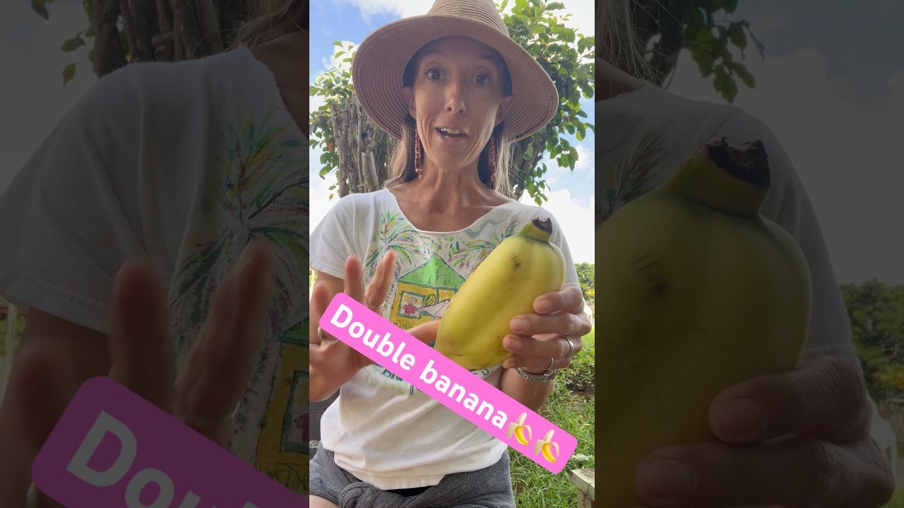 Thai or Namwa banana where 2 have grown together to make a double🍌🍌 It’s so fun😂