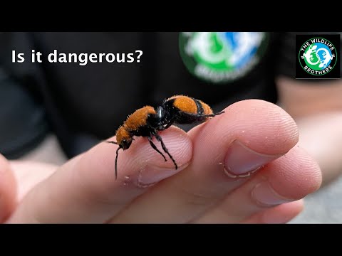 Wideo: Czy aksamitne mrówki są niebezpieczne?