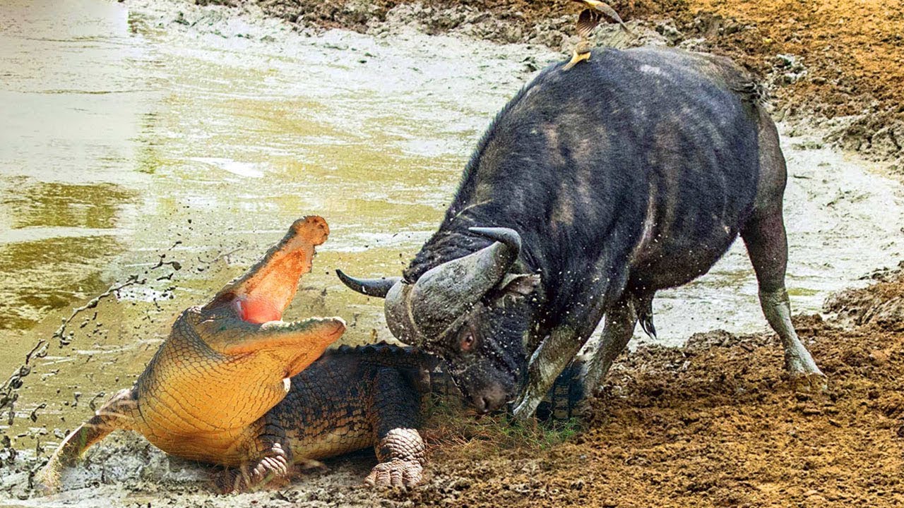 Most Incredible ! Crocodile Hunting all of Buffalo family trapped in the river
