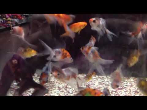 what fish does walmart sell what fish does walmart sell