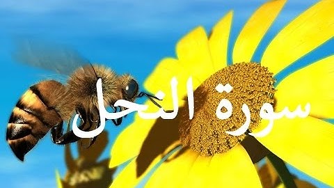 سورة النحل بصوت السسيخ عادل الريان
