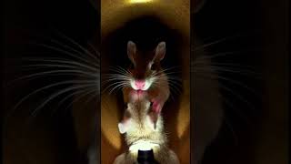 A Tiny Camera on a Kangaroo Mouse Exploring Its Hidden Underground Burrow