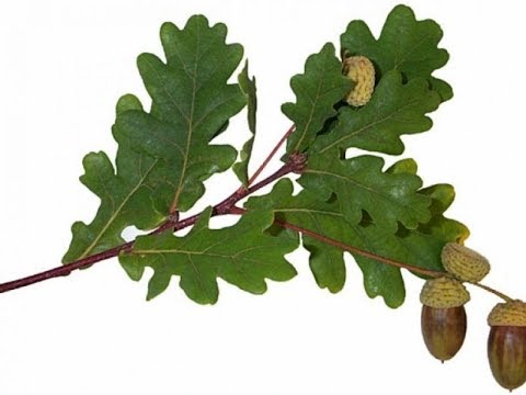 მუხის ქერქი თმის ცვენისა და ტკივილის წინააღმდეგ