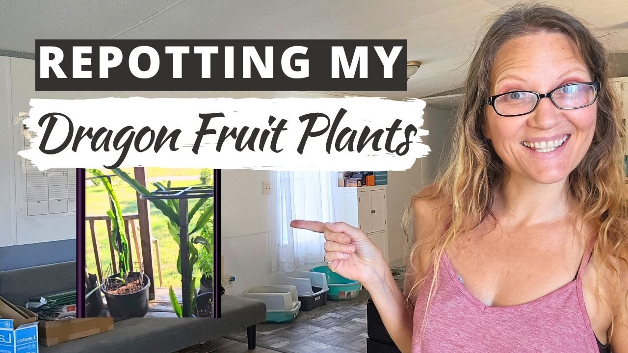 ПЕРЕСАДКА МОИХ РАСТЕНИЙ ДРАКОНЬЕГО ФРУКТА: создание более прочной системы опоры!