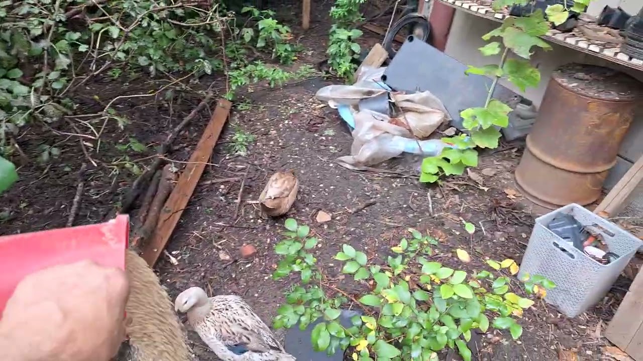 Zone one routine in Phat Ninja Foodforest our eleven year old foodforest 