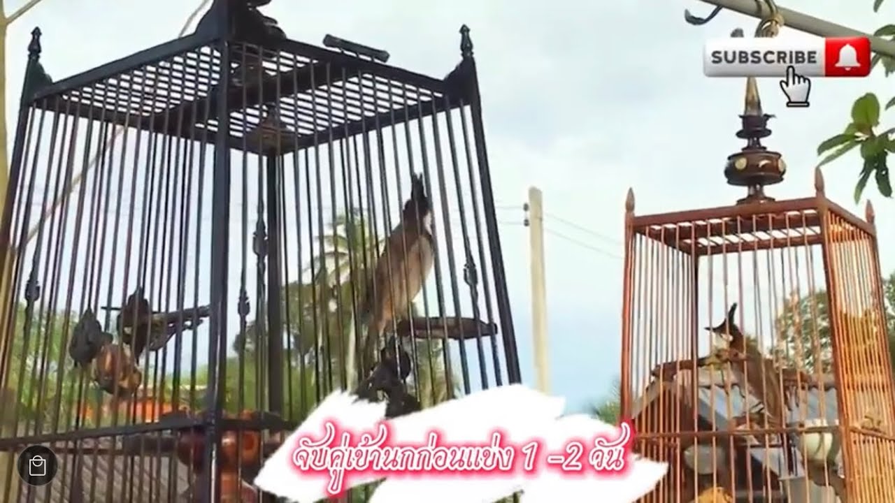 #นกกรงหัวจุกนับดอก  ลองจับคู่นกก่อนแข่ง #เสียงนกกรงหัวจุก #birds #รับลมชมนกหัวจุก
