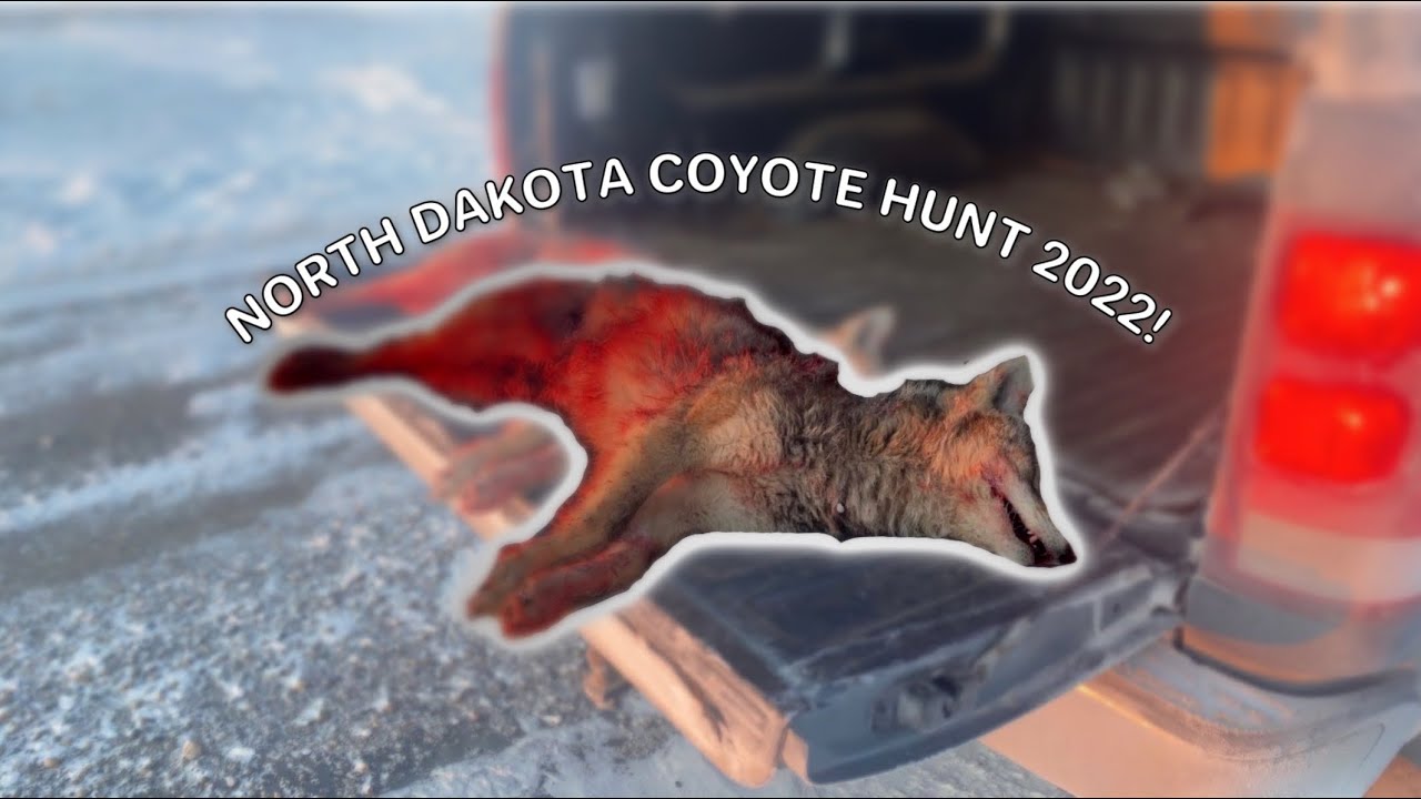 North Dakota Coyote Hunting! (40 DEGREES) YouTube