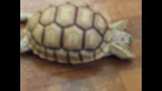 儀間秀和　2012年4月　CIMG0933.AVI
