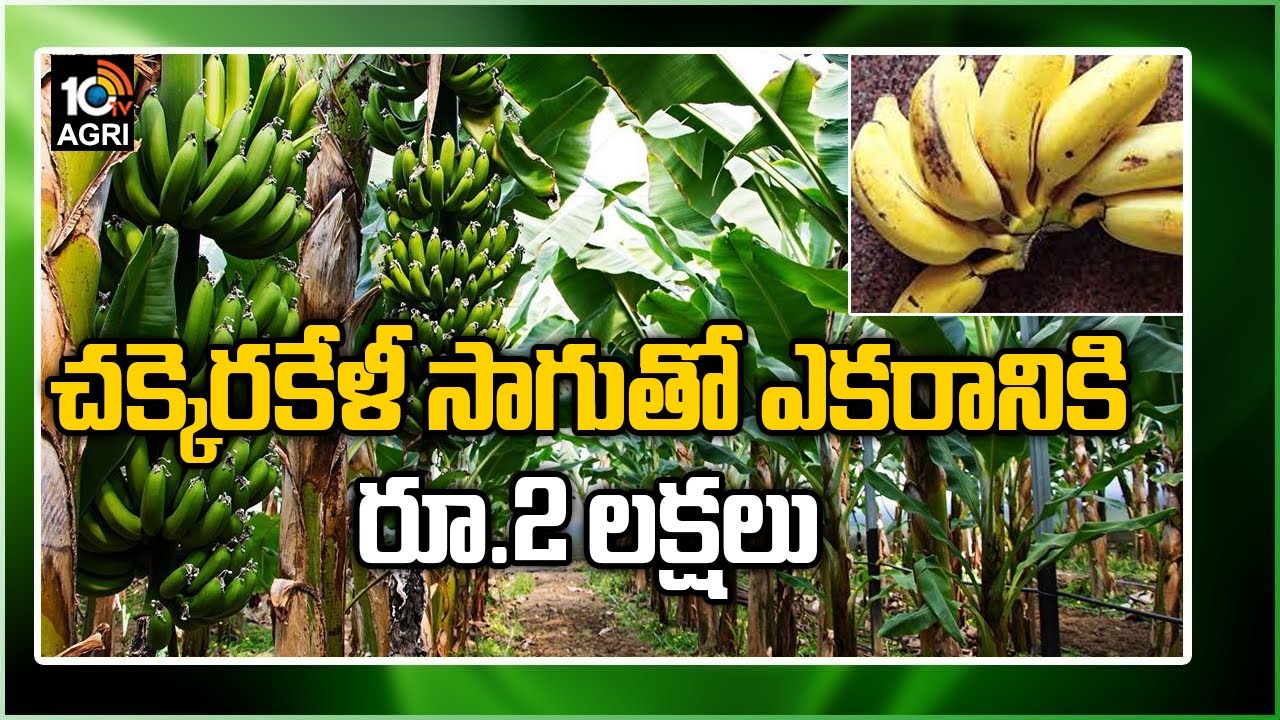 చక్కెరకేళీ సాగుతో ఎకరానికి రూ.2 లక్షలు Chakkarakeli Banana Farming