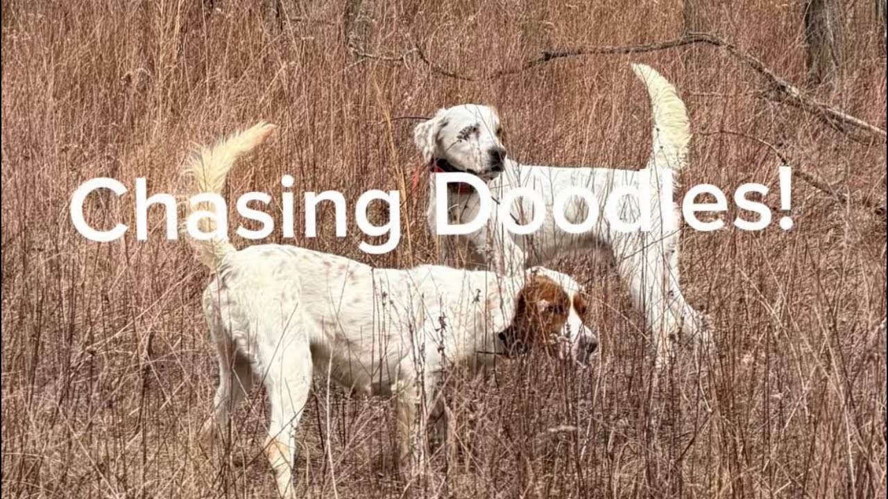 В погоне за дудлами! #английскийсеттер #собакичемпионы #бретонскиеспаниели #вальдшнеп #тимбердудлы
