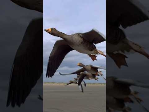 Perfect Shot: Filming Flying Geese out of driving Car on Beach for Wildlife Documentary