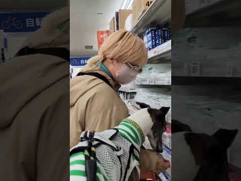 ホームセンター大好き犬芸人🛒ミスターマックス編🐶ウィペットのカイトおじさん🤗 Whippet Dog KAITO Like Mass Retailer "MrMax" FUKUOKA JAPAN