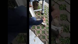 Semut bisa bersarang dimana saja