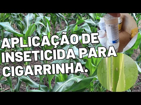 APLICAÇÃO DE INSETICIDA PARA CIGARRINHA DO MILHO. 🌽 🌽 - YouTube