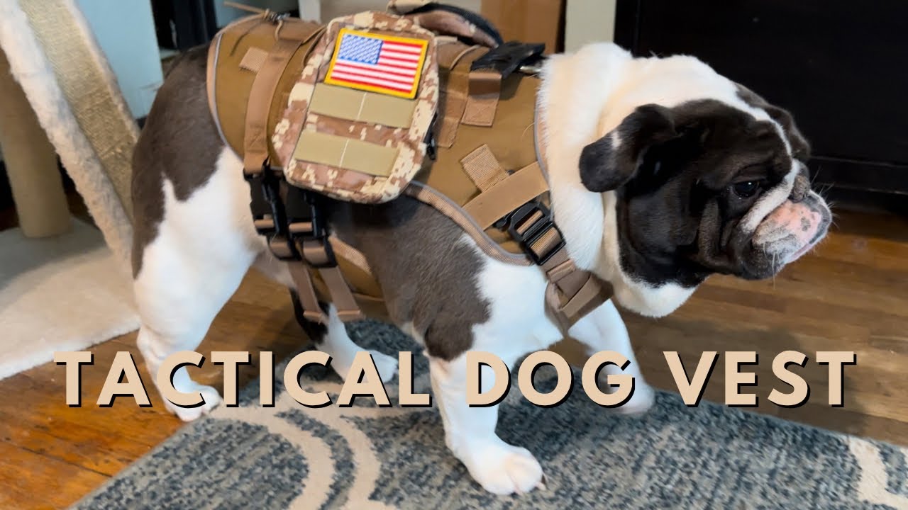 HeavyDuty Tactical Dog Harness Strength and Versatility for Your