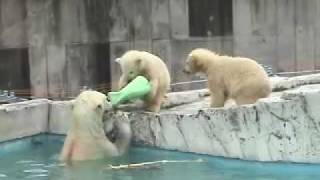 おもちゃでプールに誘うララ(5月14日)