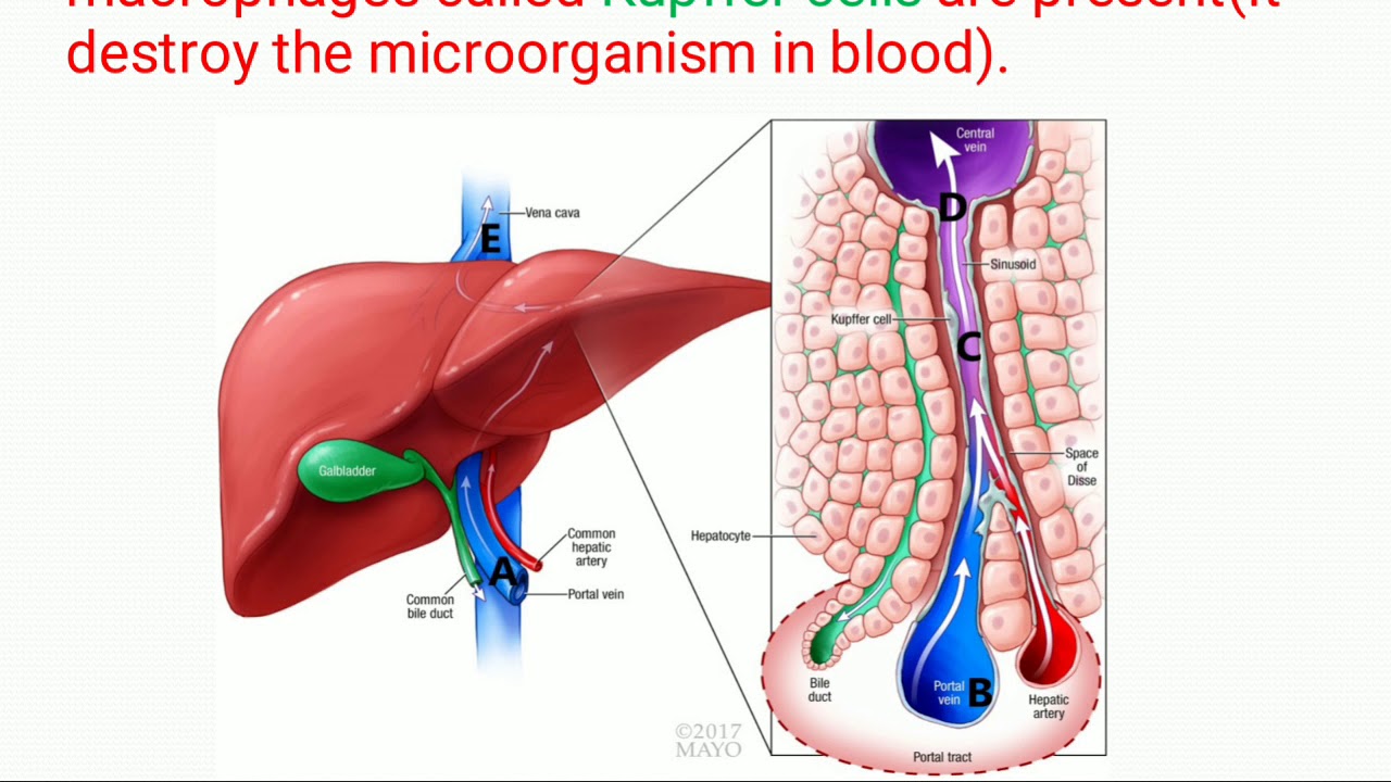 Structure and functions of Liver YouTube