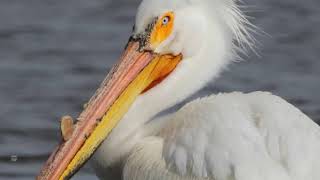 Migrant Monday: American White Pelican