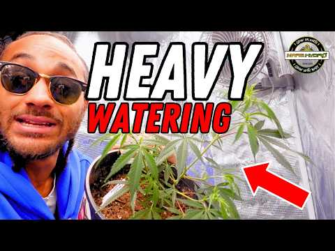 I OVERWATERED This Plant on Purpose... The Results Shocked Me 😳 | Seed to Harvest | Mars Hydro